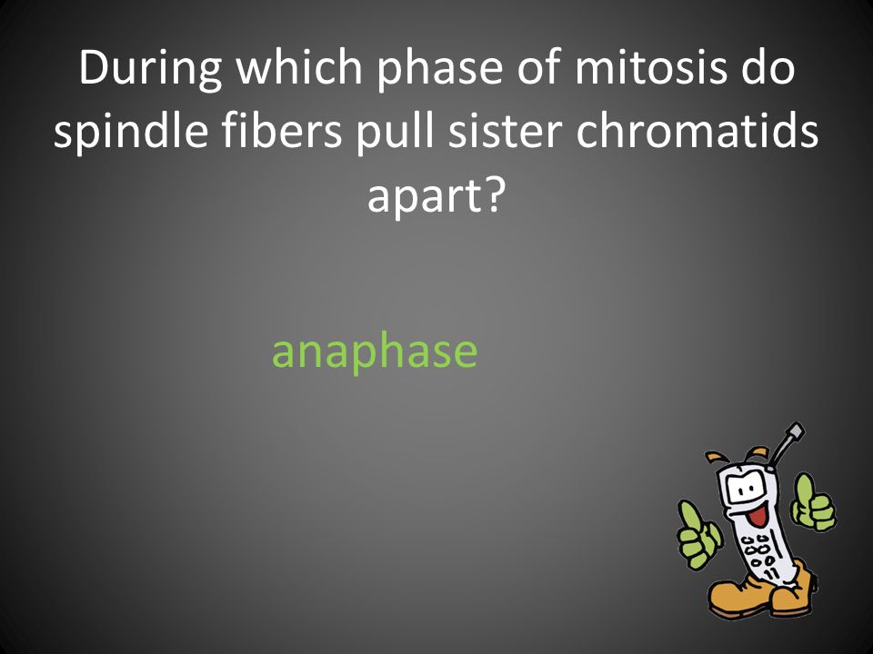 During which phase of mitosis do spindle fibers pull sister chromatids apart