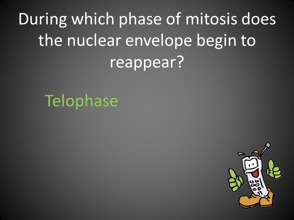 During which phase of mitosis does the nuclear envelope begin to reappear