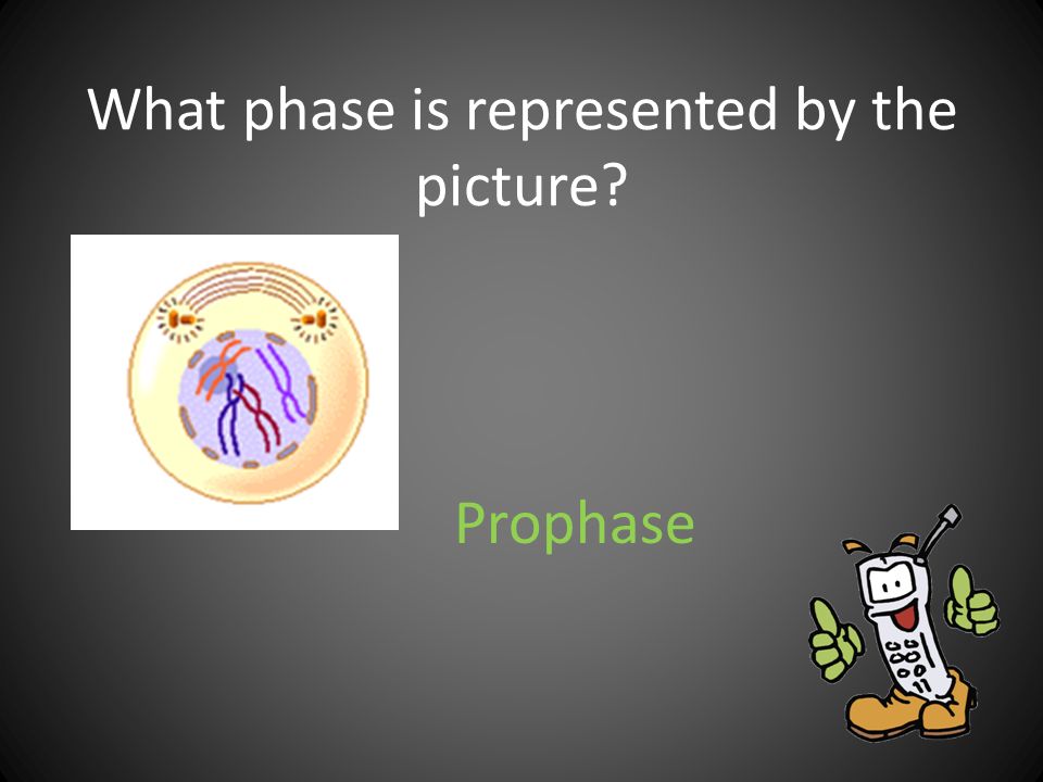 What phase is represented by the picture
