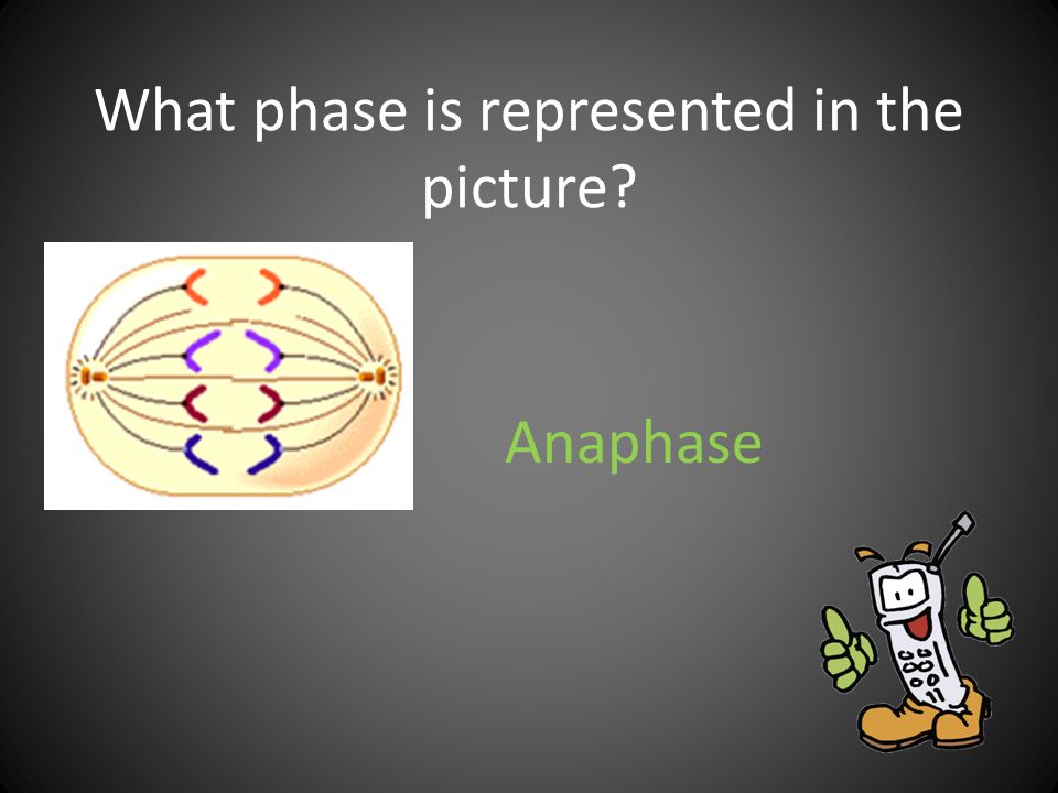 What phase is represented in the picture