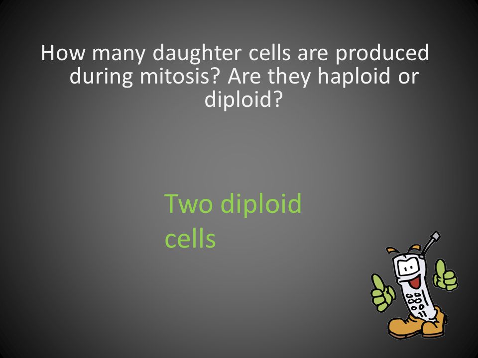 How many daughter cells are produced during mitosis