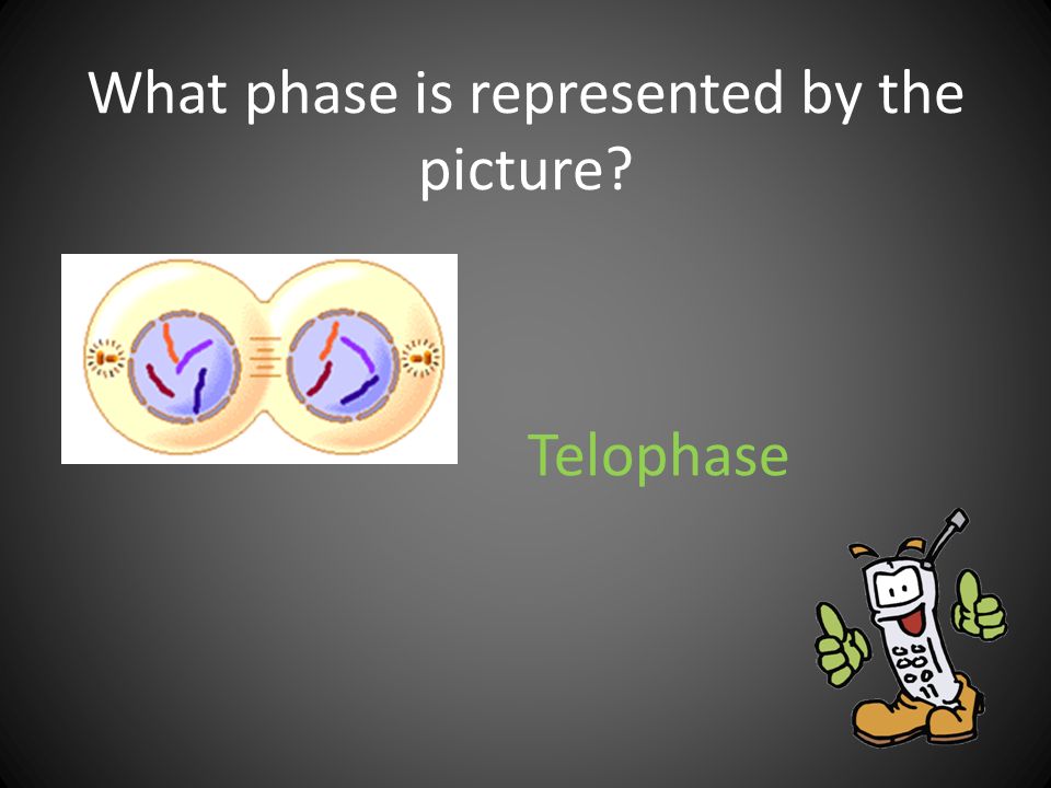 What phase is represented by the picture