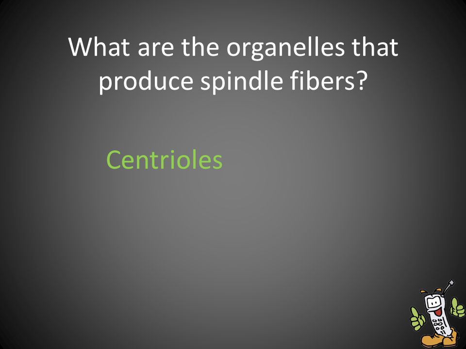What are the organelles that produce spindle fibers