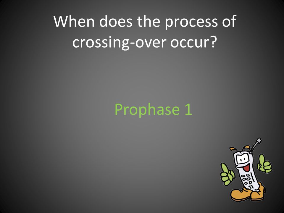 When does the process of crossing-over occur