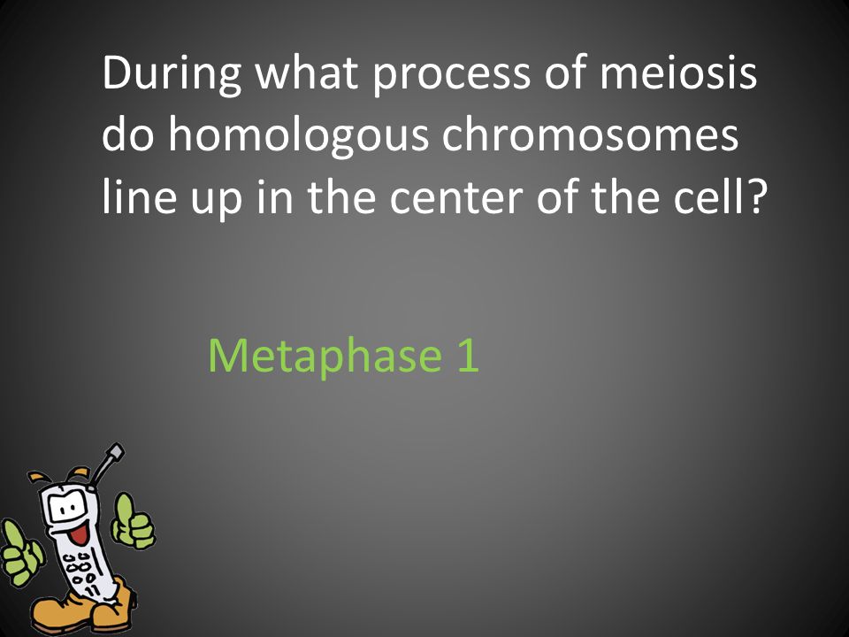 During what process of meiosis do homologous chromosomes line up in the center of the cell
