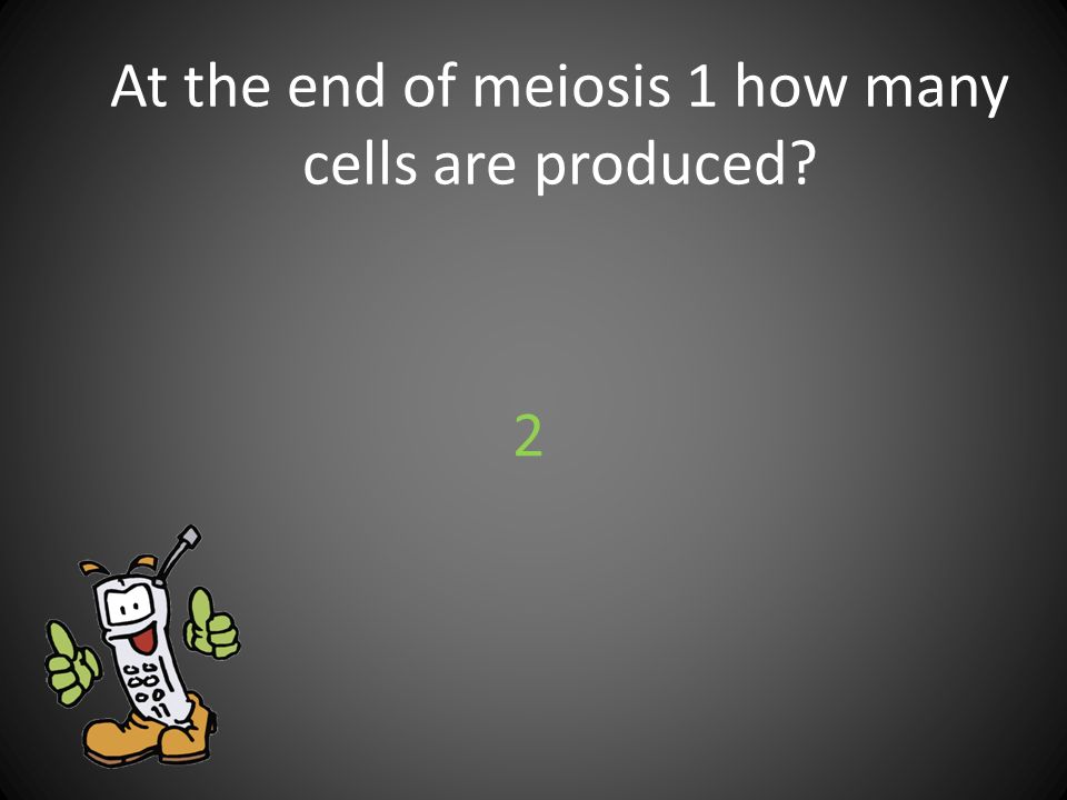 At the end of meiosis 1 how many cells are produced