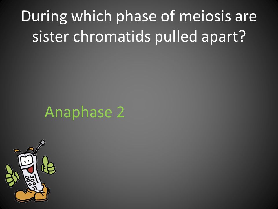During which phase of meiosis are sister chromatids pulled apart