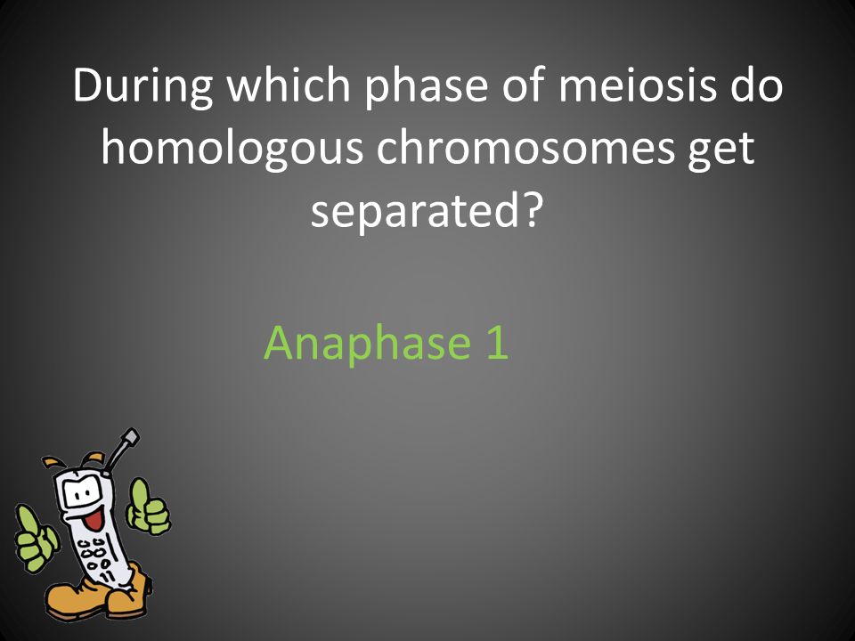 During which phase of meiosis do homologous chromosomes get separated