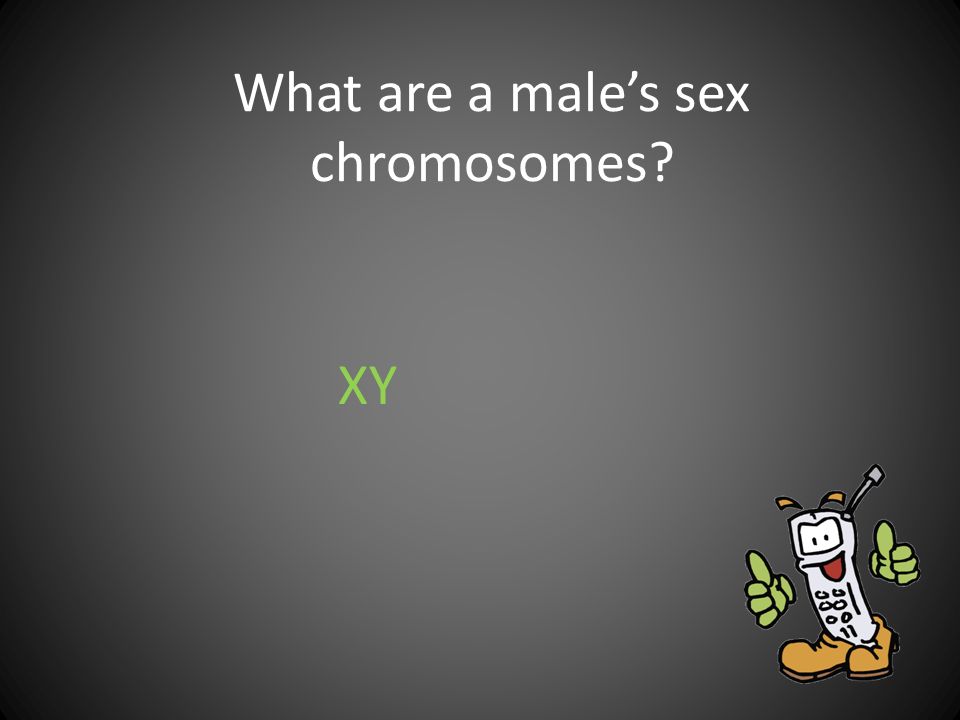 What are a male’s sex chromosomes