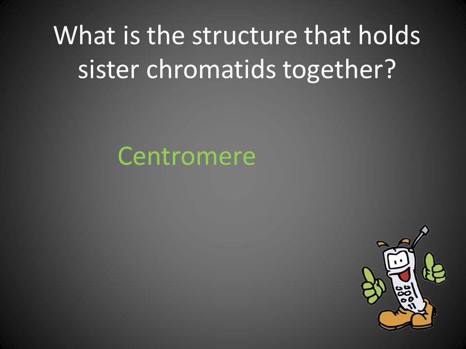 What is the structure that holds sister chromatids together