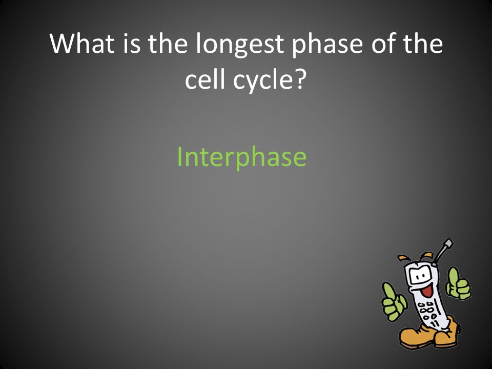 What is the longest phase of the cell cycle