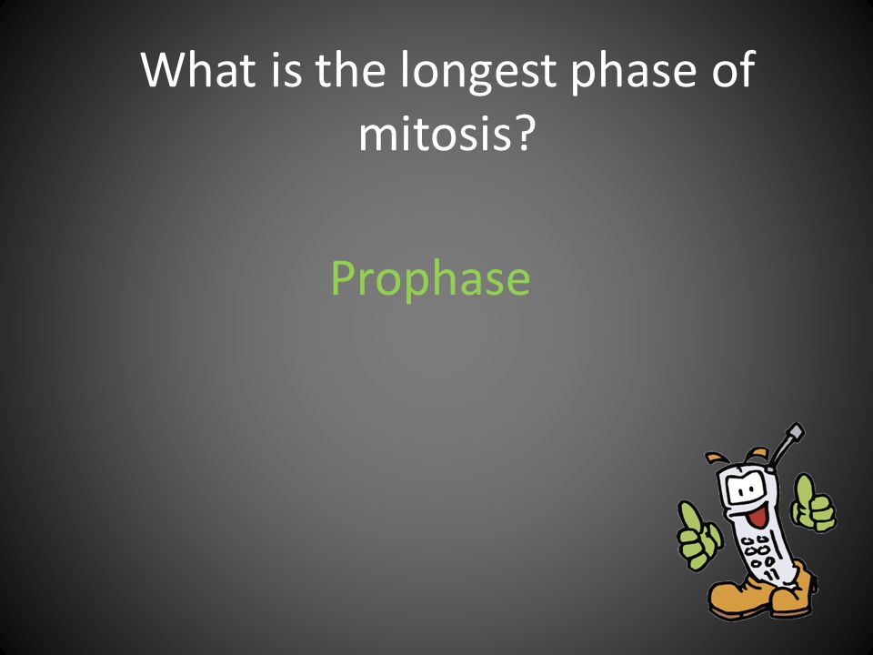 What is the longest phase of mitosis
