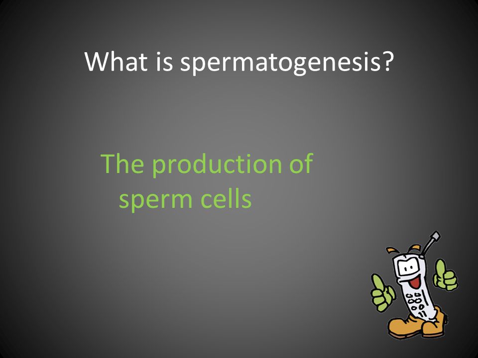 What is spermatogenesis