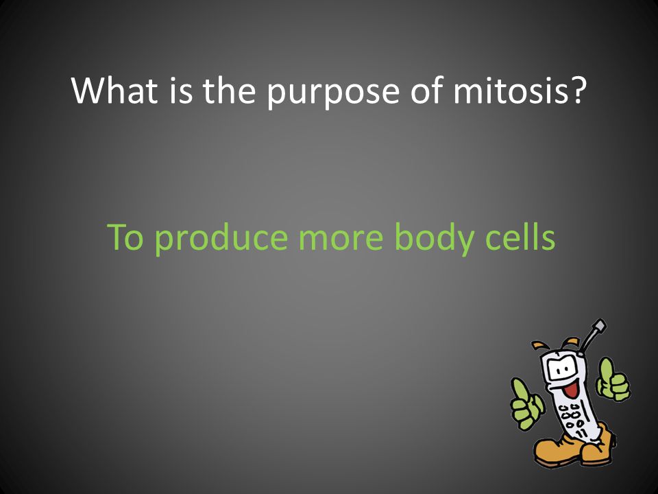 What is the purpose of mitosis