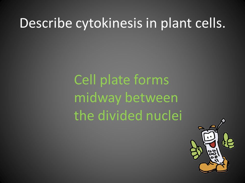 Describe cytokinesis in plant cells.