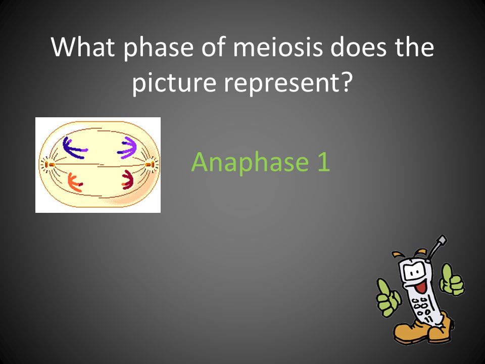 What phase of meiosis does the picture represent