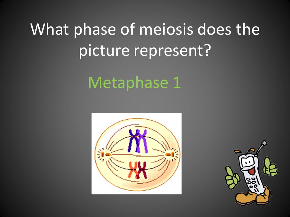 What phase of meiosis does the picture represent