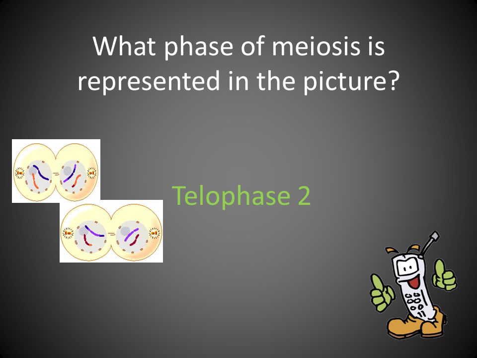 What phase of meiosis is represented in the picture