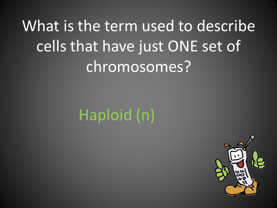 What is the term used to describe cells that have just ONE set of chromosomes