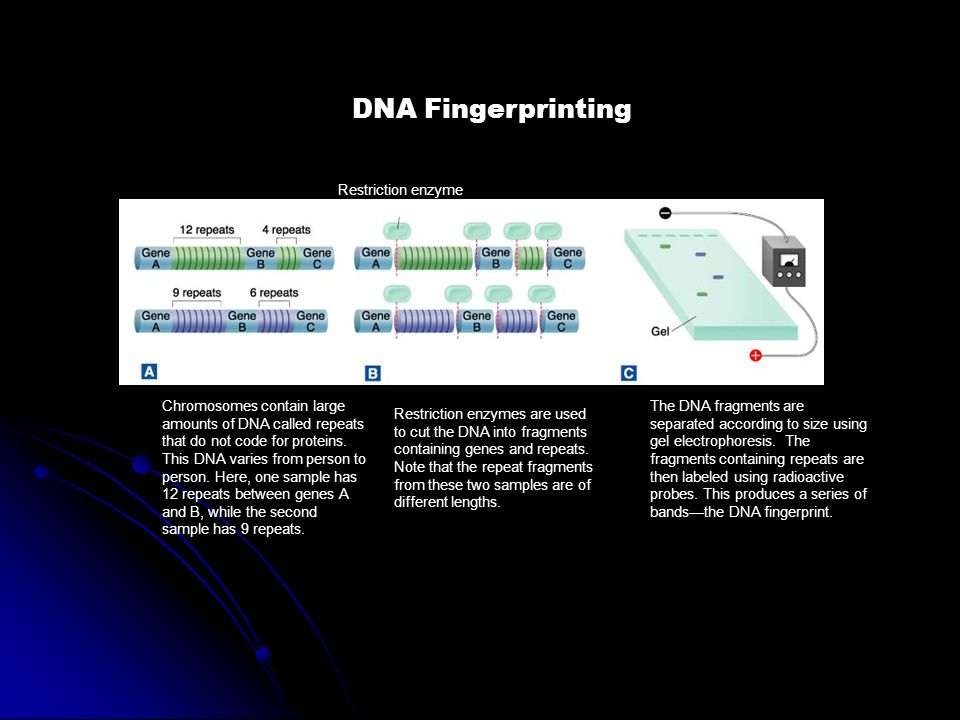 DNA Fingerprinting Restriction enzyme