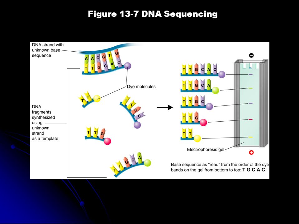 Figure 13-7 DNA Sequencing