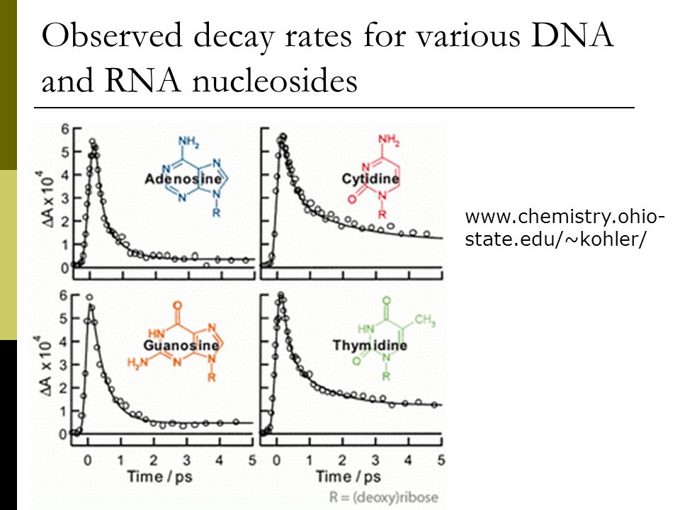 Observed decay rates for various DNA and RNA nucleosides