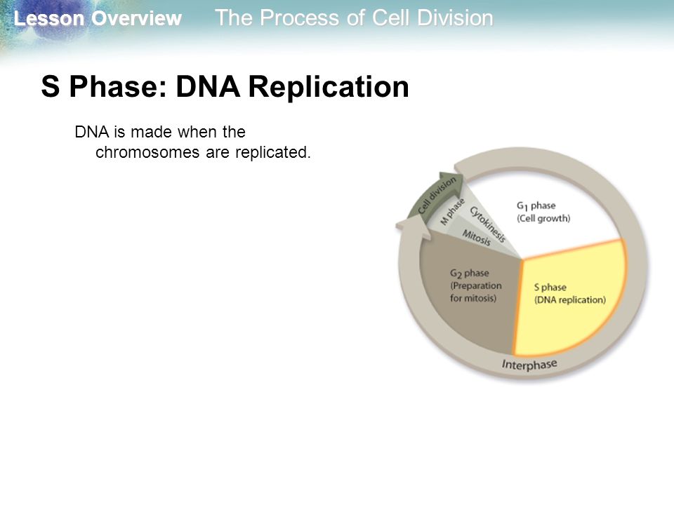 S Phase: DNA Replication