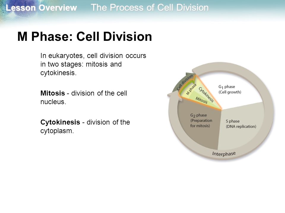M Phase: Cell Division In eukaryotes, cell division occurs in two stages: mitosis and cytokinesis. Mitosis - division of the cell nucleus.