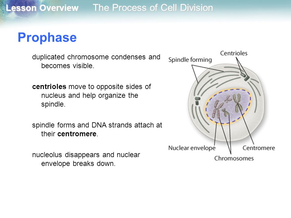 Prophase duplicated chromosome condenses and becomes visible.