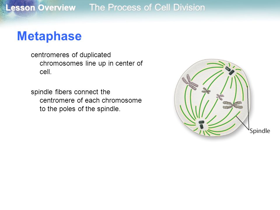 Metaphase centromeres of duplicated chromosomes line up in center of cell.