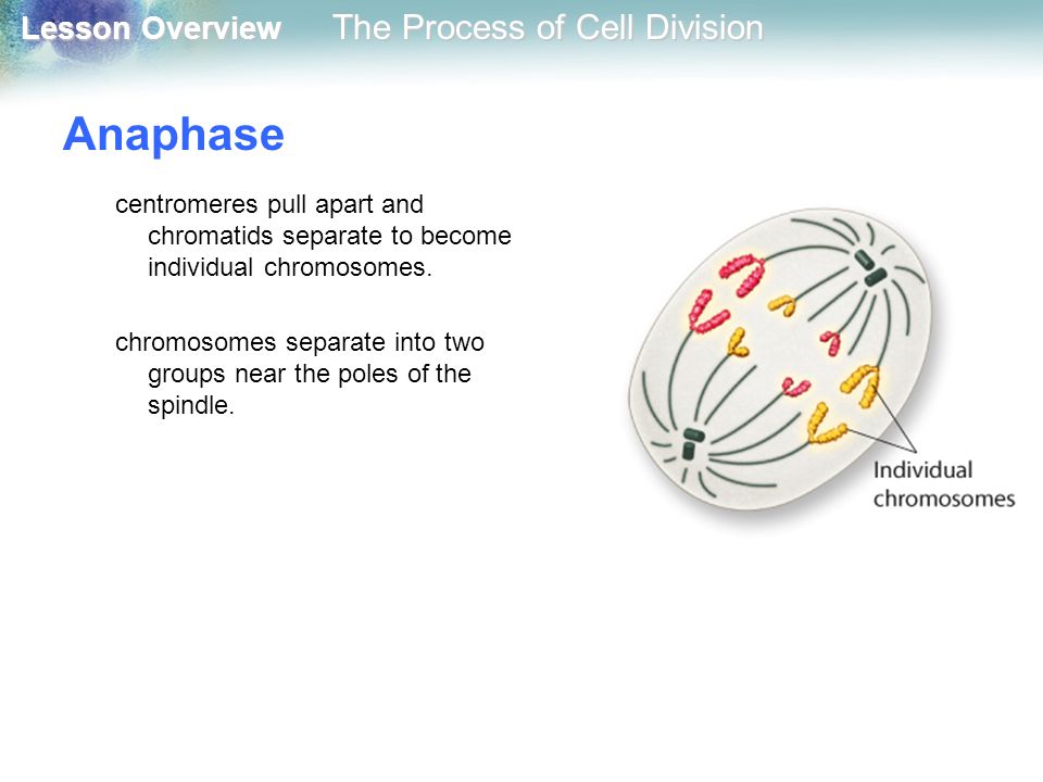 Anaphase centromeres pull apart and chromatids separate to become individual chromosomes.