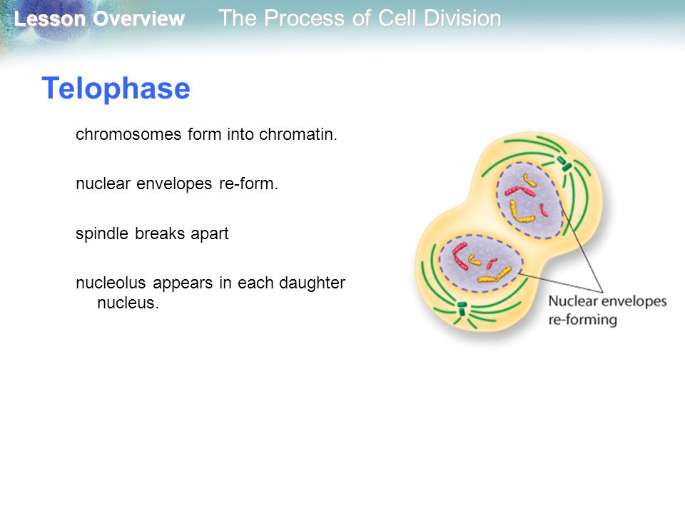Telophase chromosomes form into chromatin. nuclear envelopes re-form.