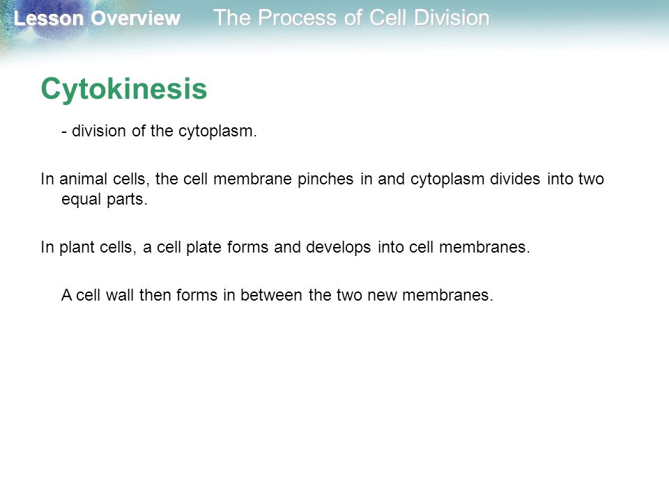 Cytokinesis - division of the cytoplasm.