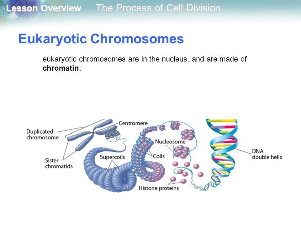 Eukaryotic Chromosomes