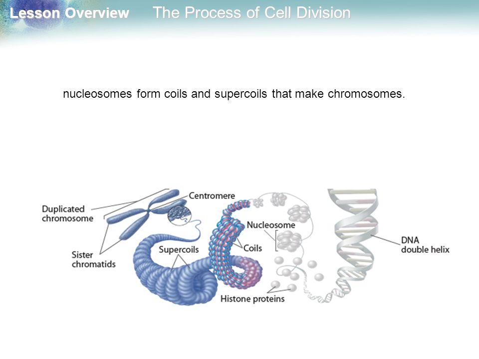 nucleosomes form coils and supercoils that make chromosomes.