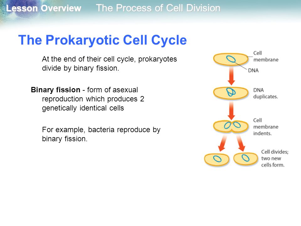 The Prokaryotic Cell Cycle
