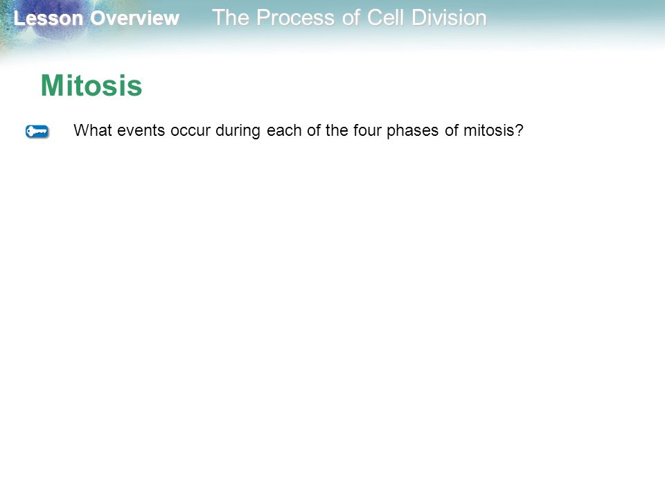 Mitosis What events occur during each of the four phases of mitosis