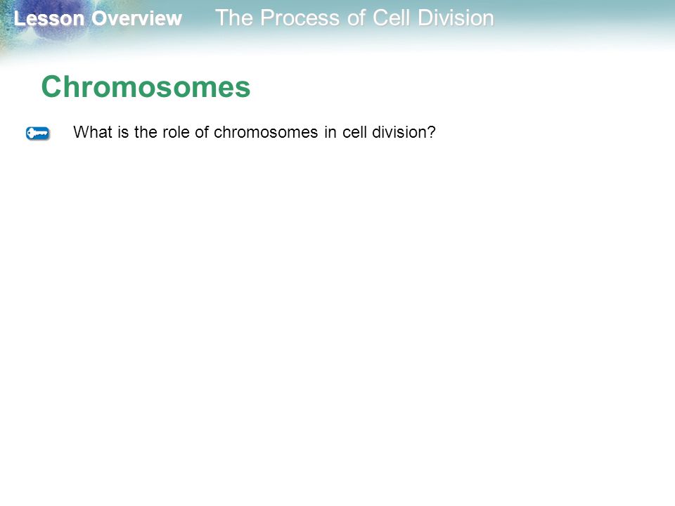 Chromosomes What is the role of chromosomes in cell division