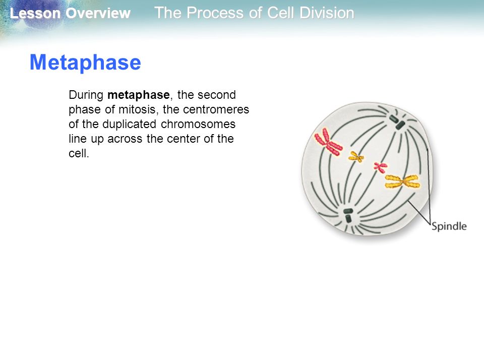 Metaphase During metaphase, the second phase of mitosis, the centromeres of the duplicated chromosomes line up across the center of the cell.