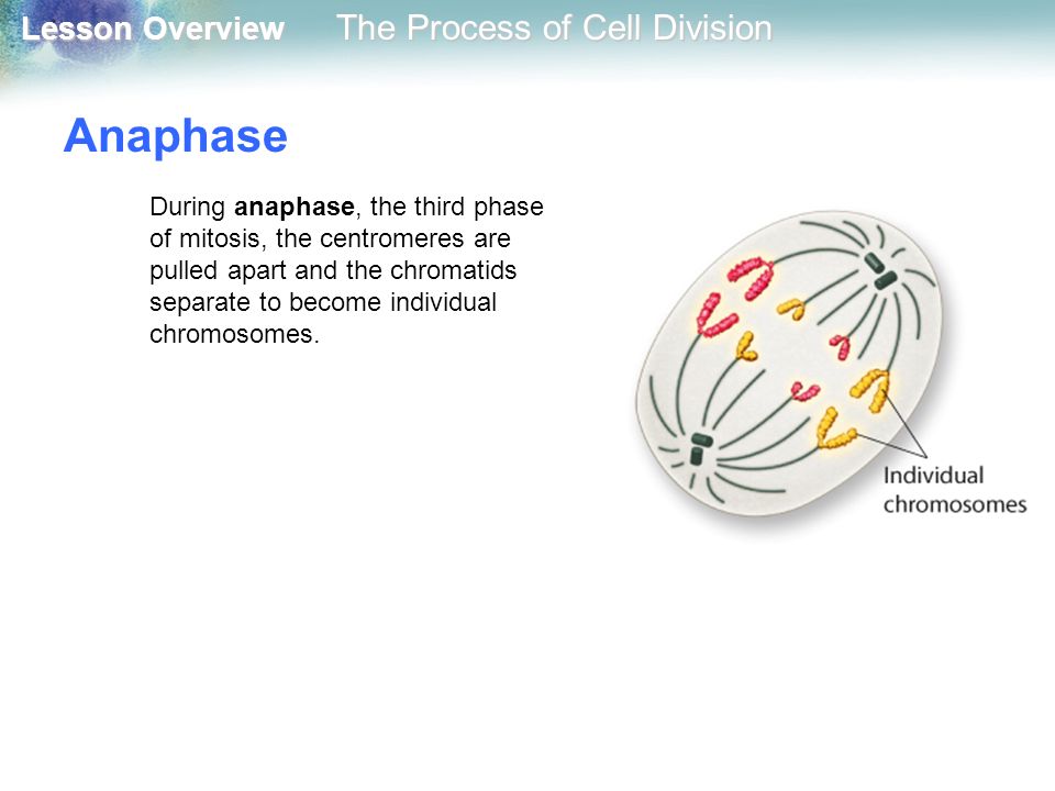 Anaphase During anaphase, the third phase of mitosis, the centromeres are pulled apart and the chromatids separate to become individual chromosomes.