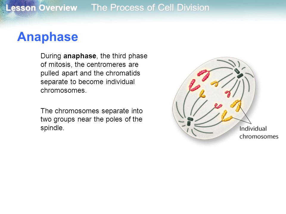 Anaphase During anaphase, the third phase of mitosis, the centromeres are pulled apart and the chromatids separate to become individual chromosomes.