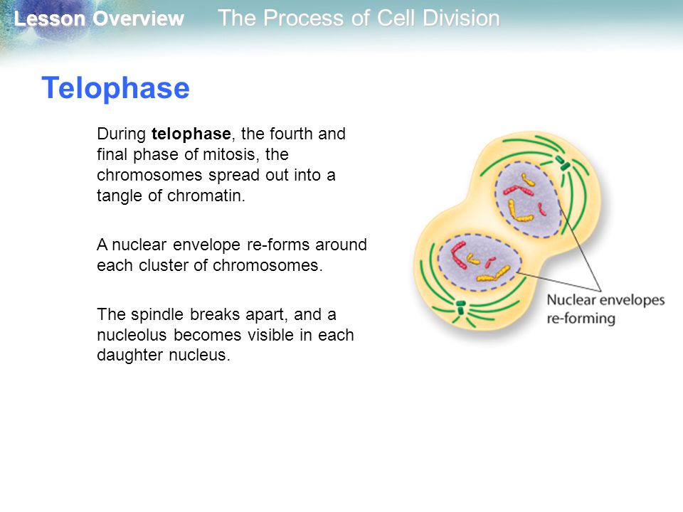 Telophase During telophase, the fourth and final phase of mitosis, the chromosomes spread out into a tangle of chromatin.
