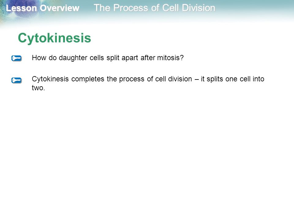 Cytokinesis How do daughter cells split apart after mitosis