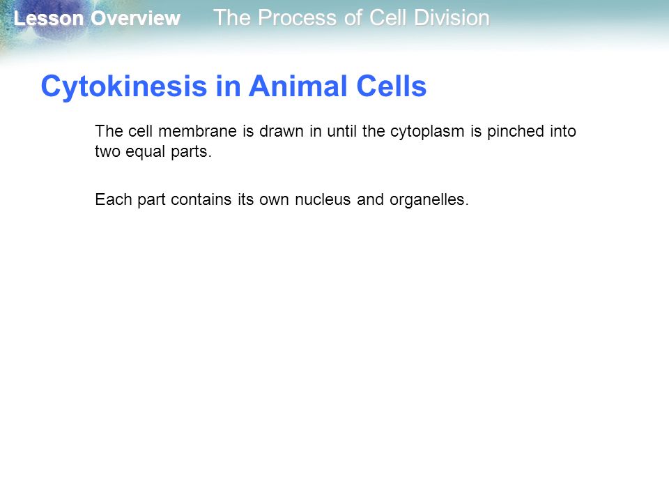Cytokinesis in Animal Cells