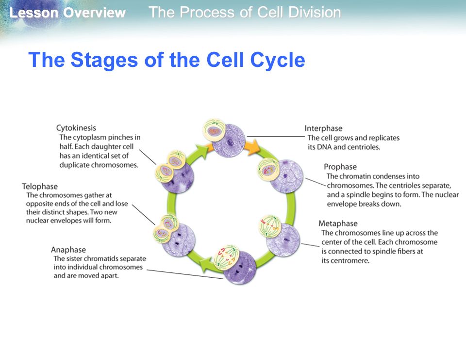 The Stages of the Cell Cycle