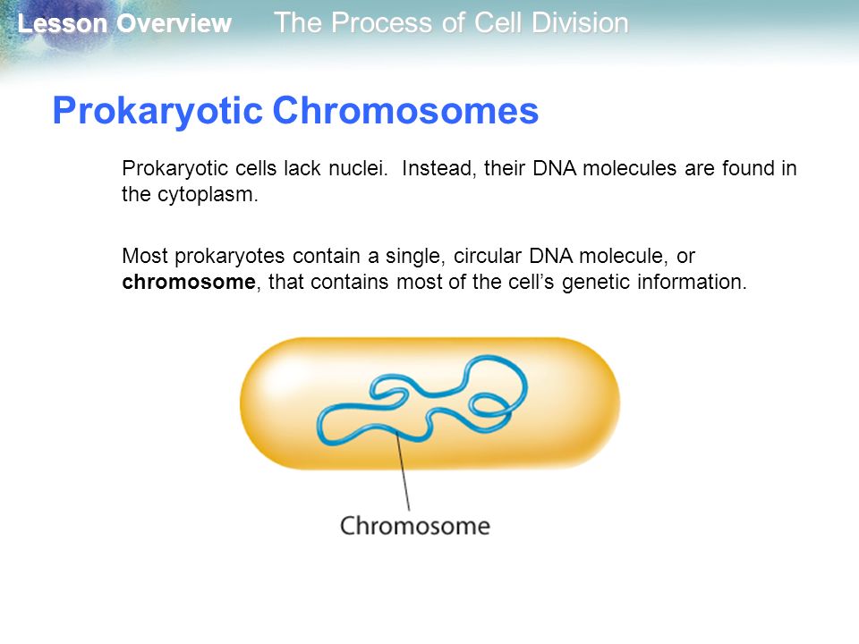 Prokaryotic Chromosomes