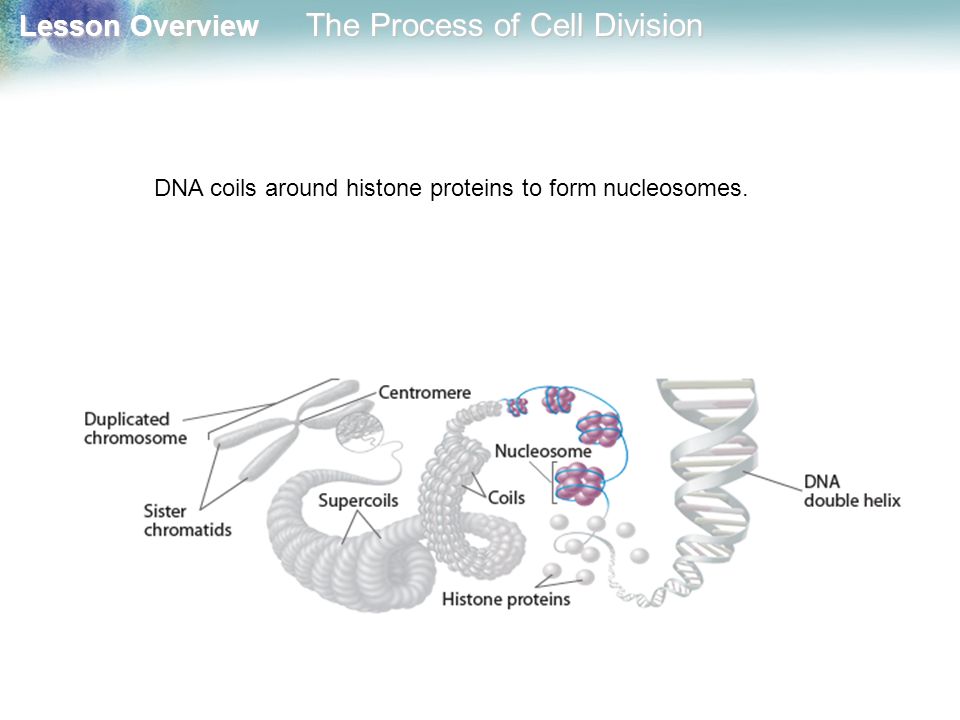 DNA coils around histone proteins to form nucleosomes.
