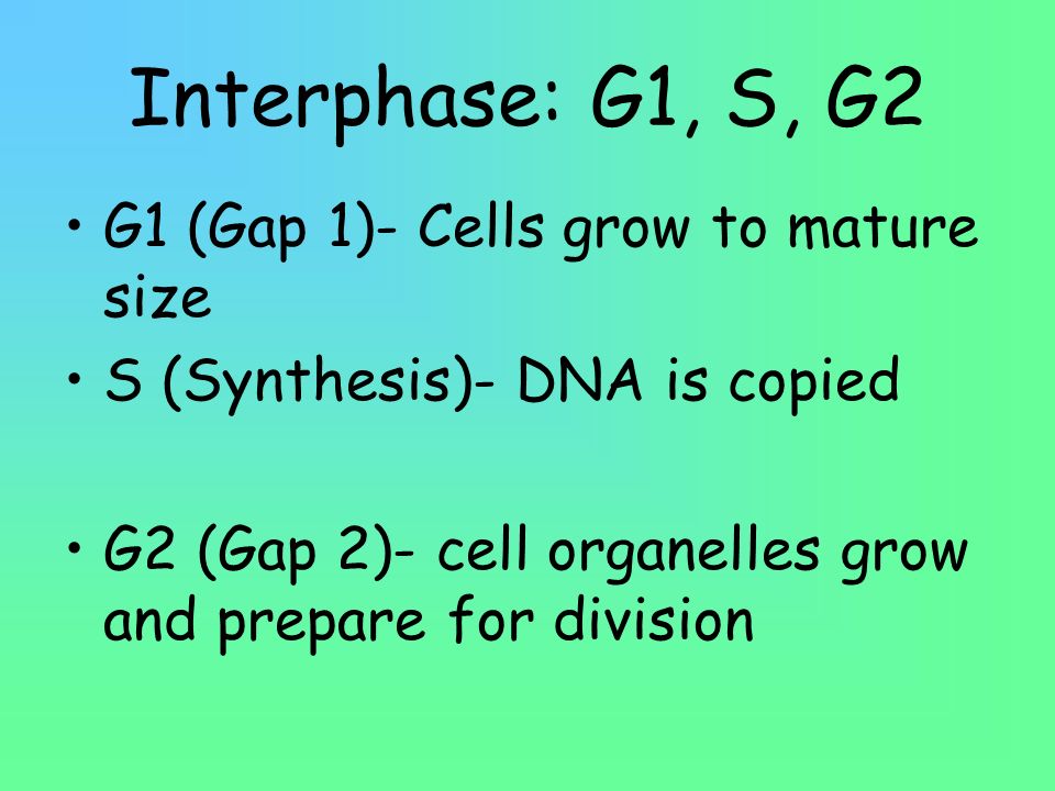 Interphase: G1, S, G2 G1 (Gap 1)- Cells grow to mature size