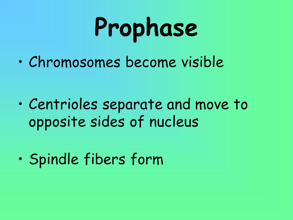 Prophase Chromosomes become visible