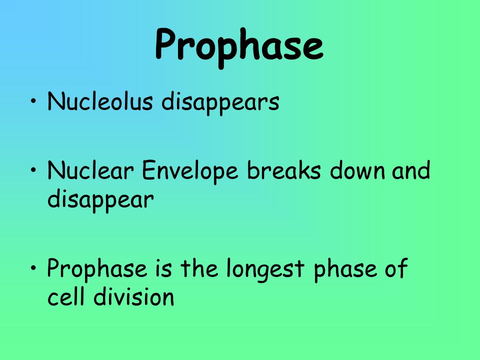 Prophase Nucleolus disappears